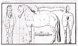 Dessin et schéma mathématique des proportions d'un cheval.