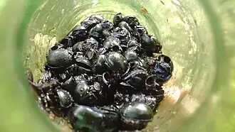 Geotrupes stercorarius dans des canettes de verre en milieux forestiers.