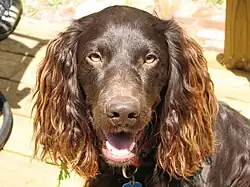 Boykin Spaniel.