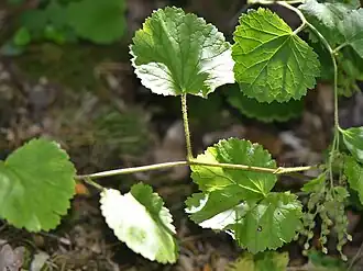 Description de l'image Boykinia rotundifolia-Jardin botanique Saverne (F-Alsace).jpg.