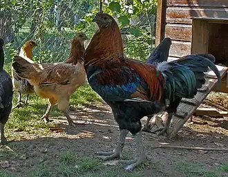 Image illustrative de l’article Combattant de Bruges