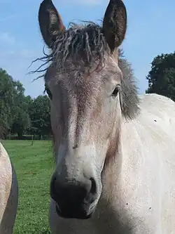 Vue de face, sujet rouan pangaré.