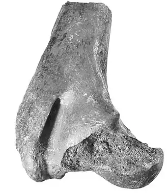 Description de l'image Brachalletes palmeri femur.jpg.