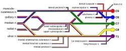 Schéma du plexus brachial plexus.