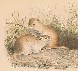 Description de l'image Brachiones.jpg.