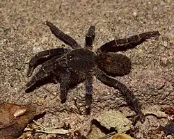 Description de l'image Brachionopus robustus 100645812.jpg.