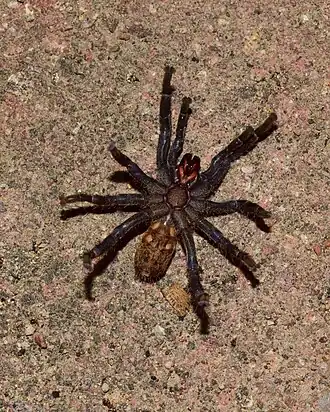 Description de l'image Brachionopus robustus 100645838.jpg.