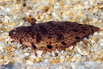 Brachirus orientalis.