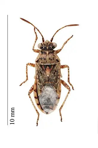 Description de l'image Brachycarenus tigrinus.jpg.