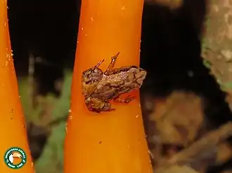 Description de l'image Brachycephalus didactylus.jpg.