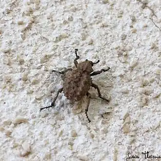 Description de cette image, également commentée ci-après