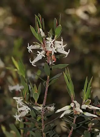 Description de l'image Brachyloma saxicola.jpg.