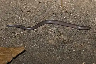 Description de l'image Brachymeles miriamae 84496008.jpg.