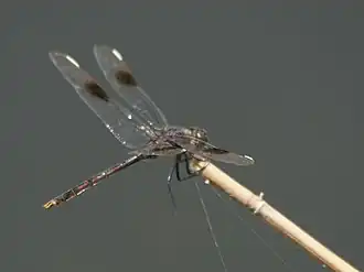 Description de cette image, également commentée ci-après