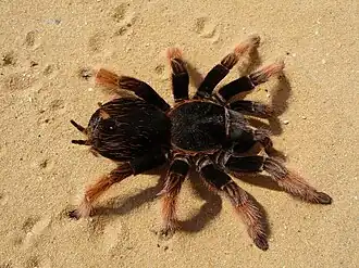 Description de l'image Brachypelma klaasi 2009 G01 cropped.jpg.