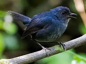 Description de l'image Brachypteryx montana.jpg.