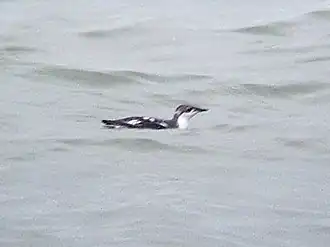 Description de l'image Brachyramphus perdix1.jpg.