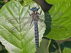 Brachytron pratense (mâle) Wikimedia