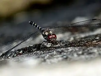 Description de cette image, également commentée ci-après
