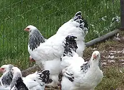 Poules Brahma blanc herminé noir