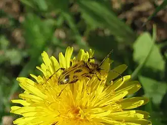 Brachyta interrogationis(Linné, 1758)