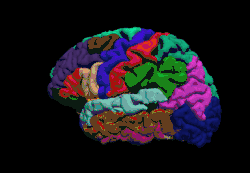 Description de l'image Brainanim.gif.