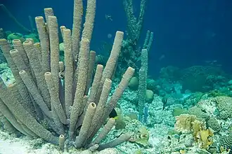 Callyspongia vaginalis