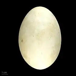 Œuf de Branta canadensis -  Muséum de Toulouse.