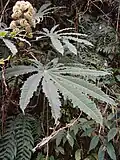 Brassaiopsis hispida CHB16.CH55 Dulongjiang, dans le Yunnan, en Chine.