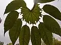 Feuillage juvénile de Brassaiopsis mitis au jardin jungle.