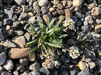 Description de l'image Braya purpurascens 44154737.jpg.
