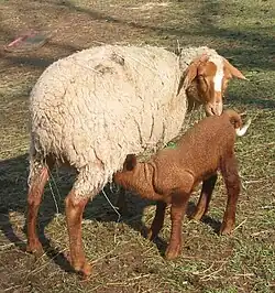 Brebis et agneau mourerous