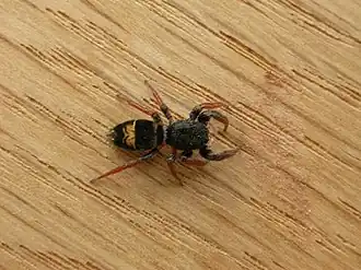 Description de cette image, également commentée ci-après