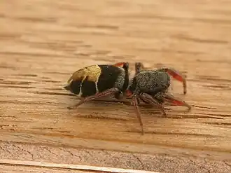 Description de l'image Breda jovialis (4590726582).jpg.