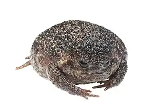 Description de l'image Breviceps acutirostris 298812295.jpg.