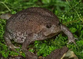 Description de l'image Breviceps verrucosus 337182062 (cropped).jpg.