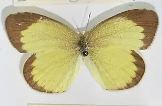 Description de l'image Brgitta.JPG.