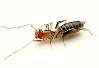 Description de l'image Brignolizomus woodwardi 175486060.jpg.