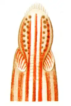 Brinkmannia mediterranea, un Brinkmanniidae