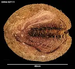 Brisaster antarcticus