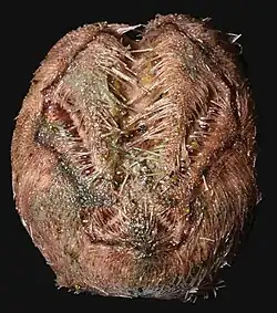 Brisaster latifrons