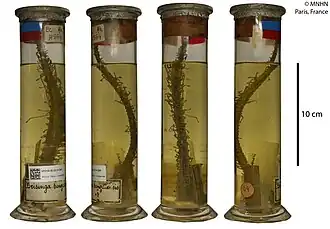 Brisinga bengalensis