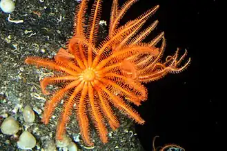 Novodinia antillensis