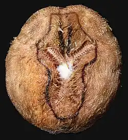Brissopsis luzonica