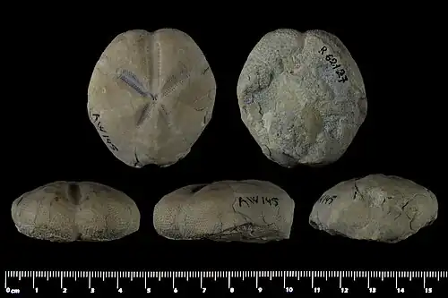 Brissopsis lyrifera (MNHN)