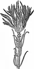 Isocrinus asteria.