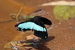 Papilio chrapkowskii en vol