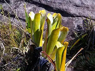 Brocchinia reducta.