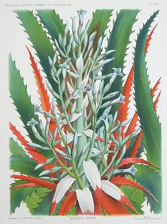 Description de l'image Bromelia binotii, Floralia 1905(44), 125.jpg.