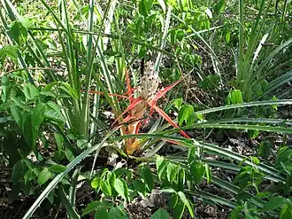 Description de l'image Bromelia sylvicola Pantanal.jpg.